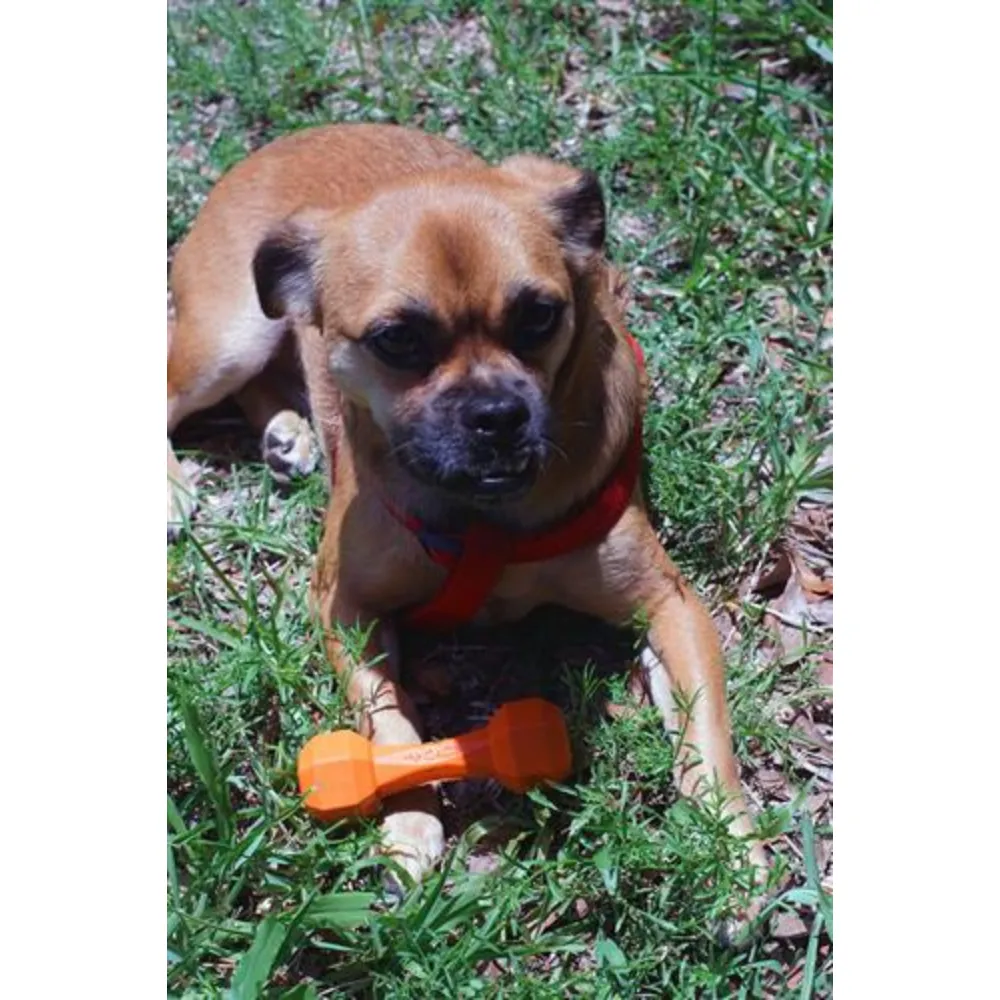 Dumbbell Junior Rubber Dog Toy