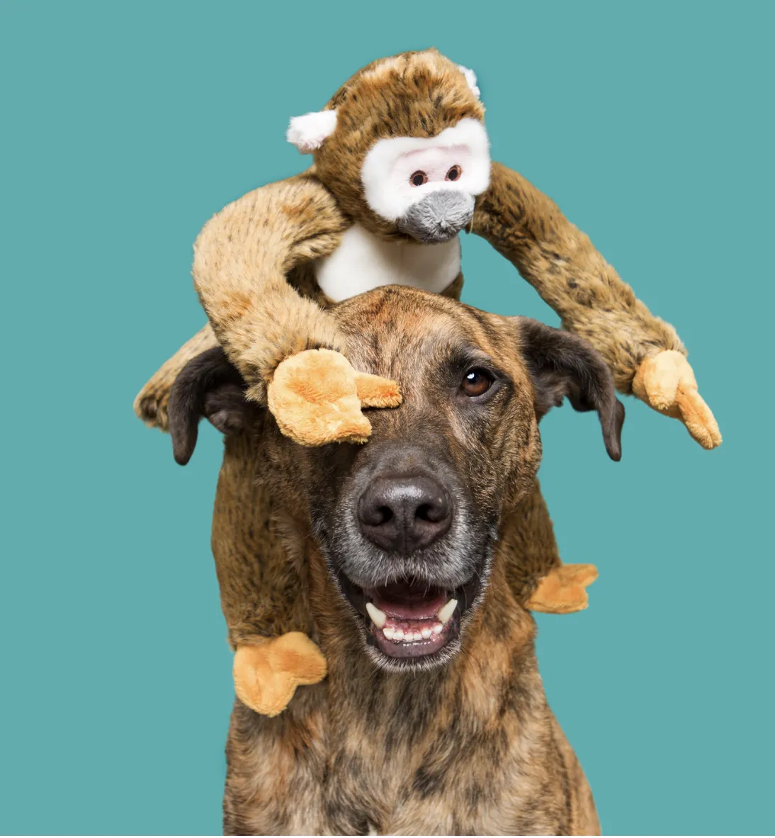 Fluff N Tuff Albert Monkey 15''