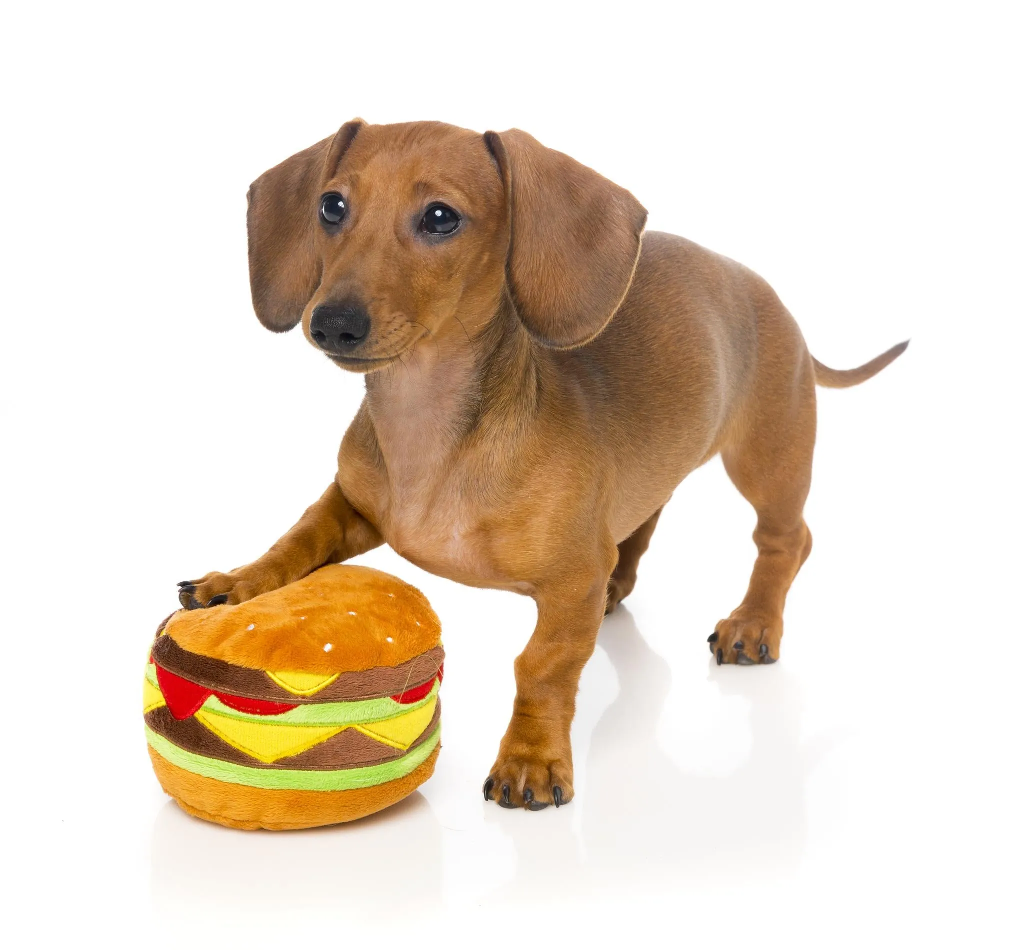 FuzzYard Hamburger Dog Toy