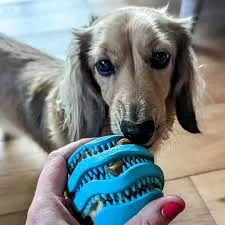 Gor Sustain Rubba Shark Dog Ball