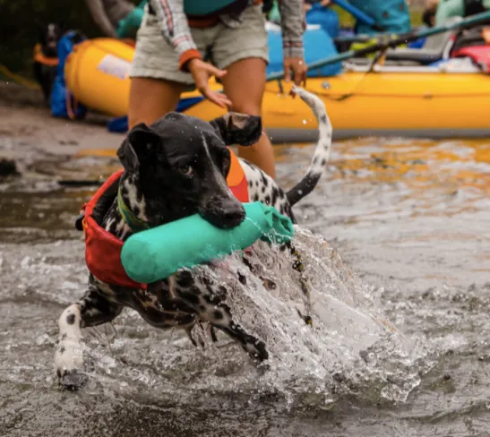 Ruffwear Lunker