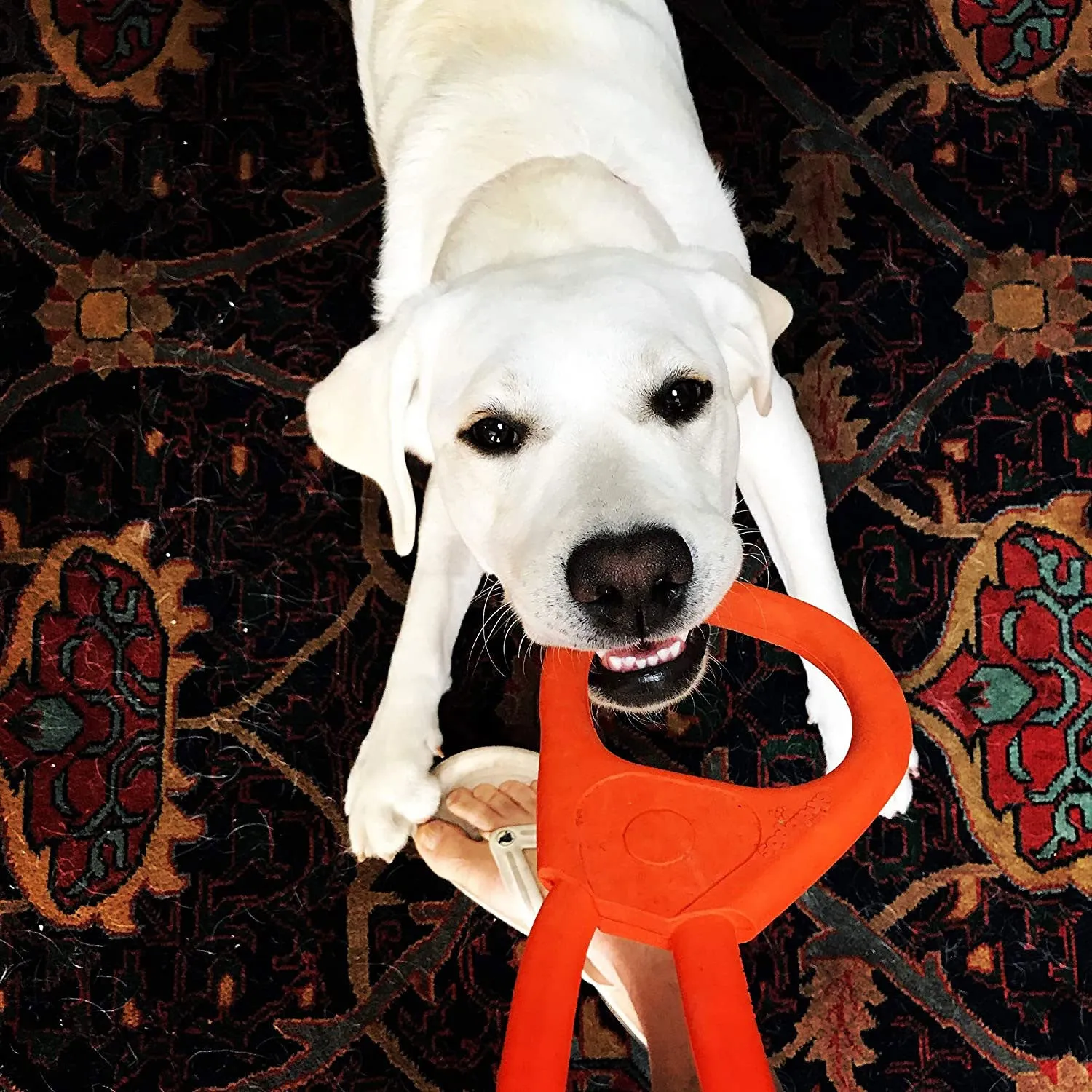 Soda Pup Pop Top Tug Orange Squeeze